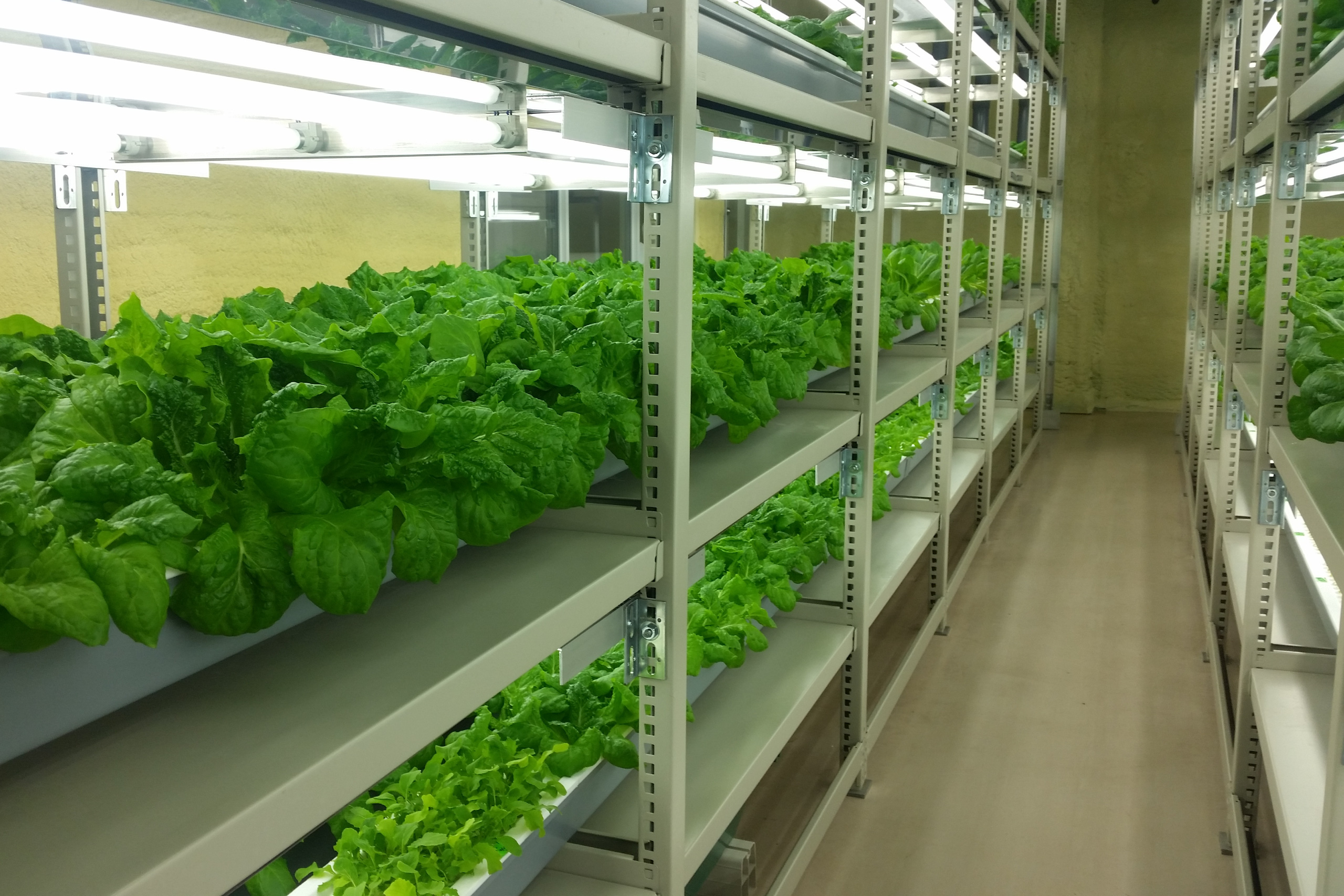 ミタデン植物工場